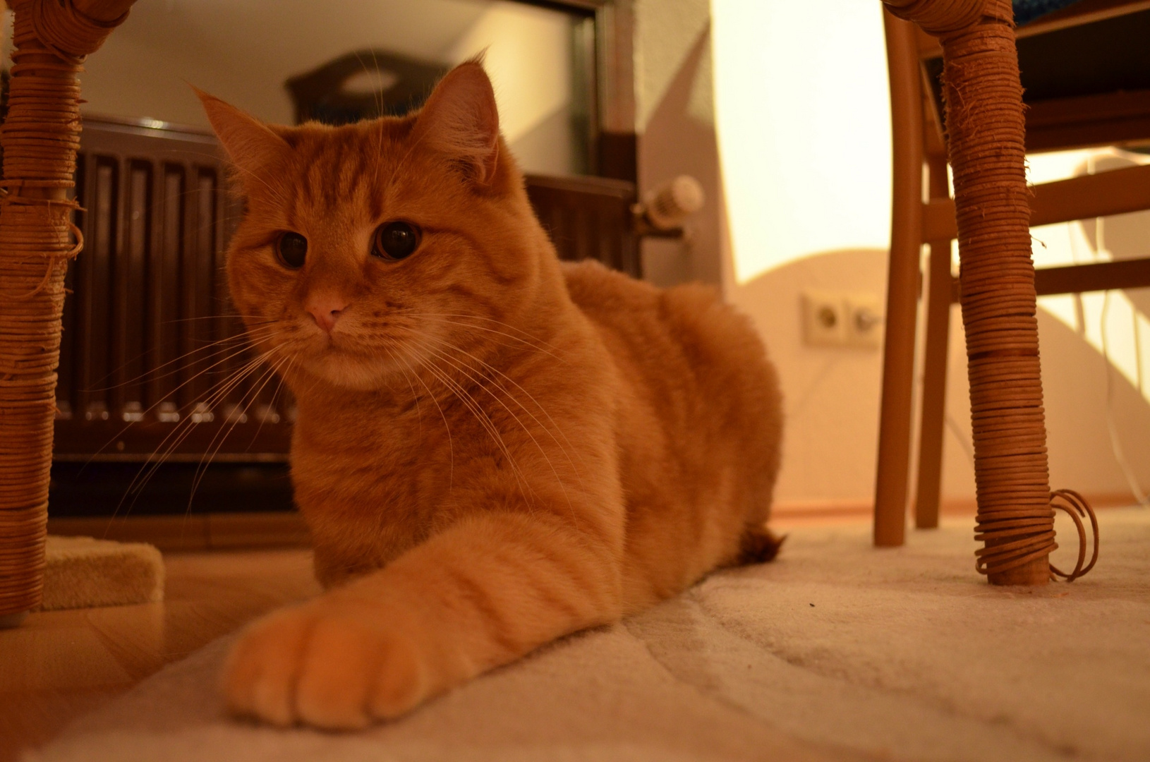 Perser Und Main Coon Mix Foto Bild Tiere Haustiere
