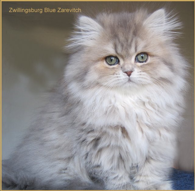 Perserbübchen aus der Cattery " Zwillingsburg "