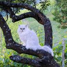 Perserkater Chinchilla Silver-Shaded