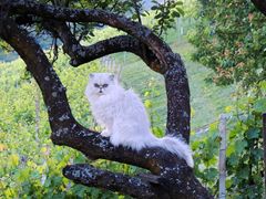 Perserkater Chinchilla Silver-Shaded