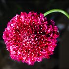 Persian Giant Allium II