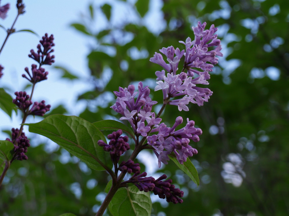 Persian Lilac or something