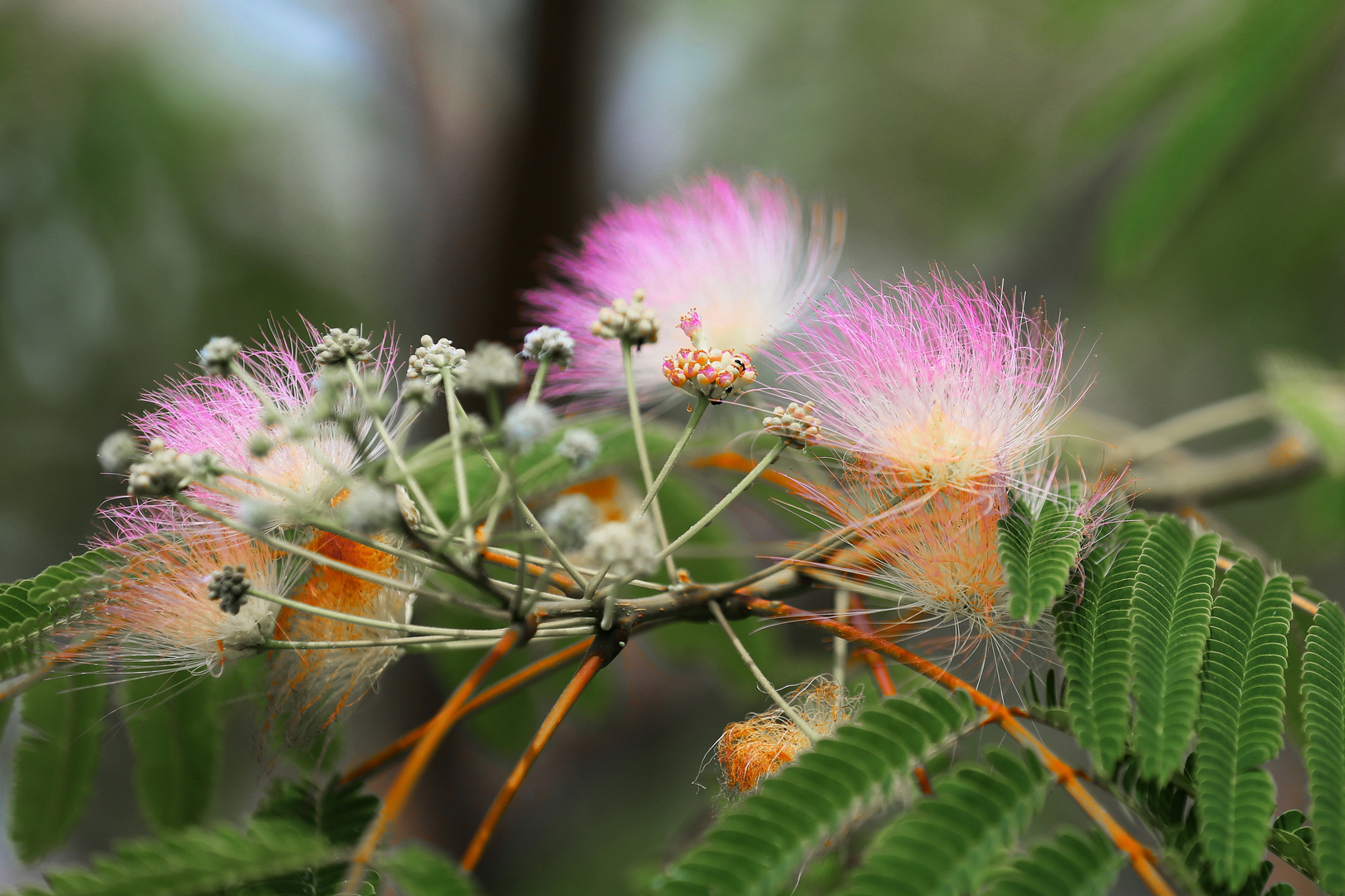 Persian Silk Tree