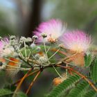 Persian Silk Tree