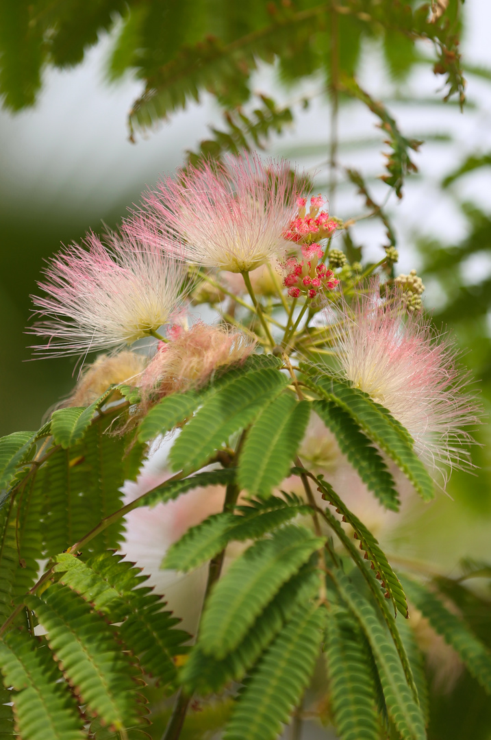 Persian Silk Tree Flowering