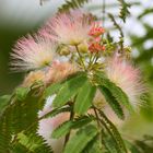 Persian Silk Tree Flowering