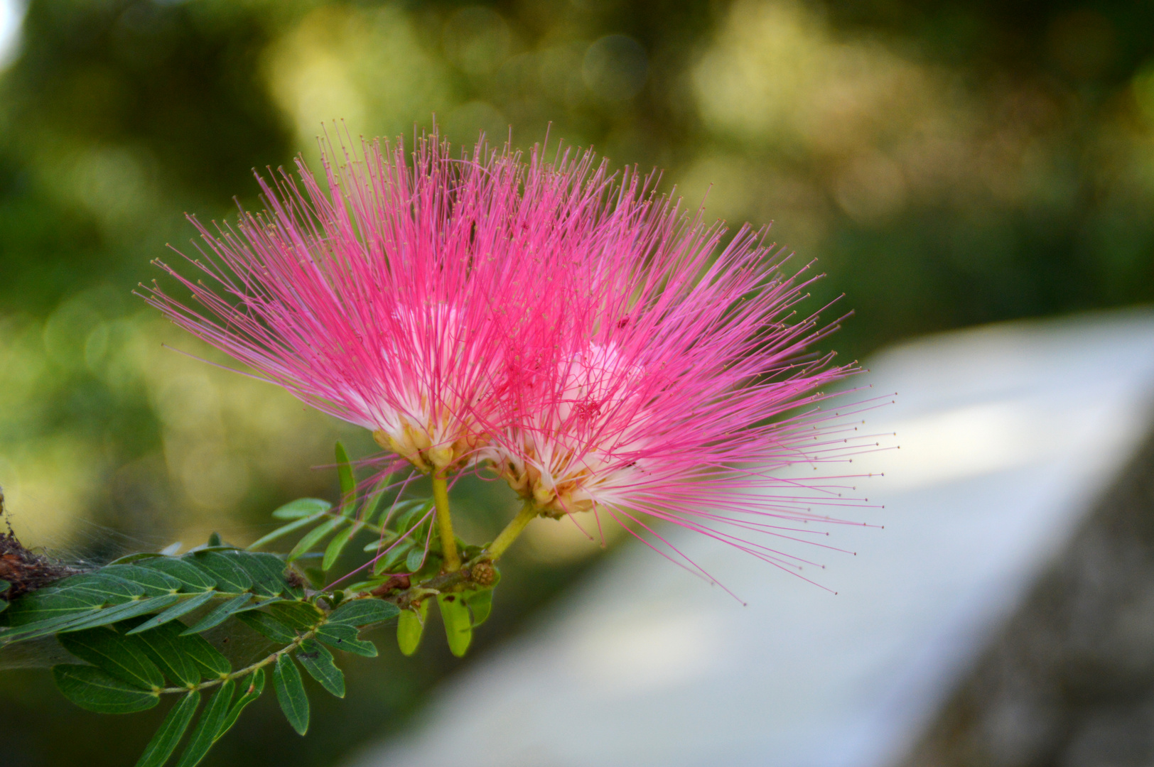 Persian Silk Tree Seidenbaum