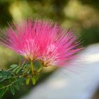 Persian Silk Tree Seidenbaum