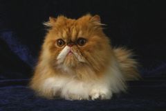 Persian Tomcat