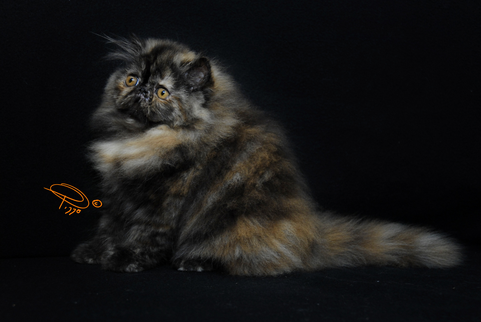 Persian Tortie