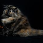 Persian Tortie