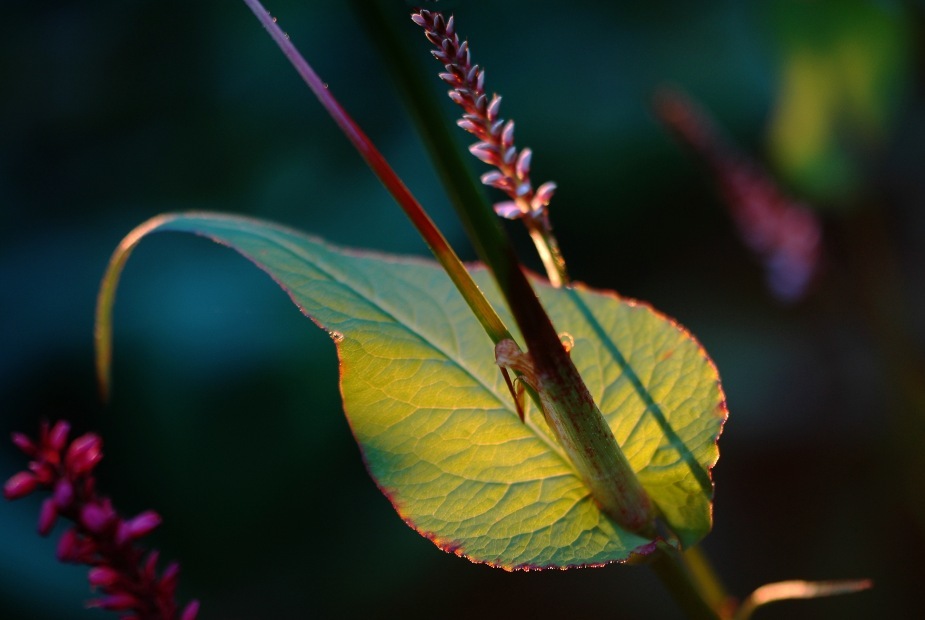 Persicaria-Violine