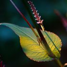 Persicaria-Violine