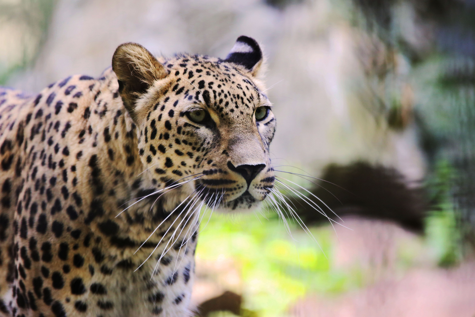 Persicher Leopard