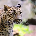 Persicher Leopard