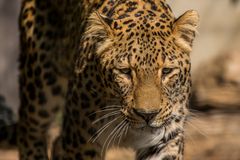 Persicher Leopard
