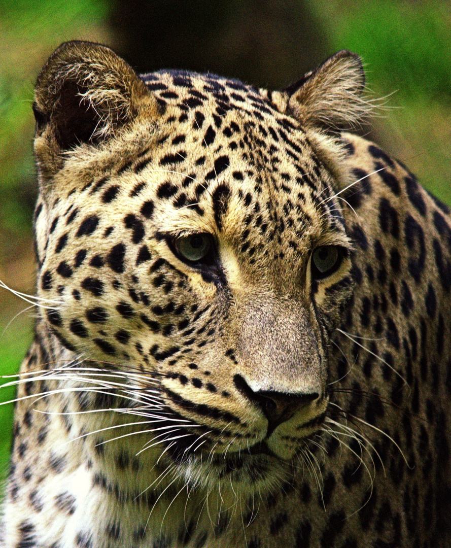 Persicher Leopard