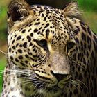 Persicher Leopard