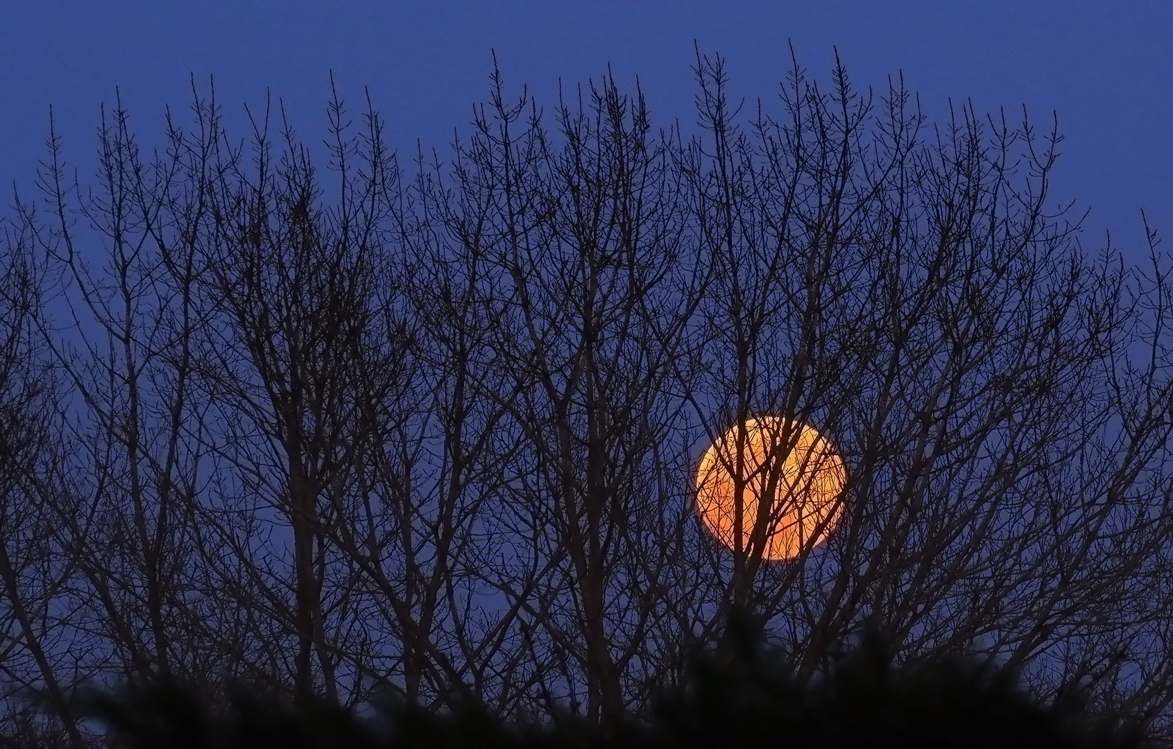 Persiennes pour clair de lune