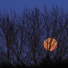 Persiennes pour clair de lune