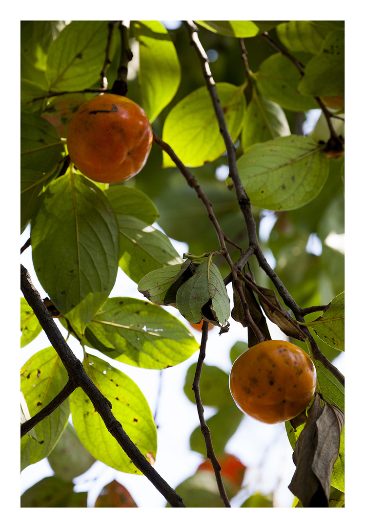 Persimmon