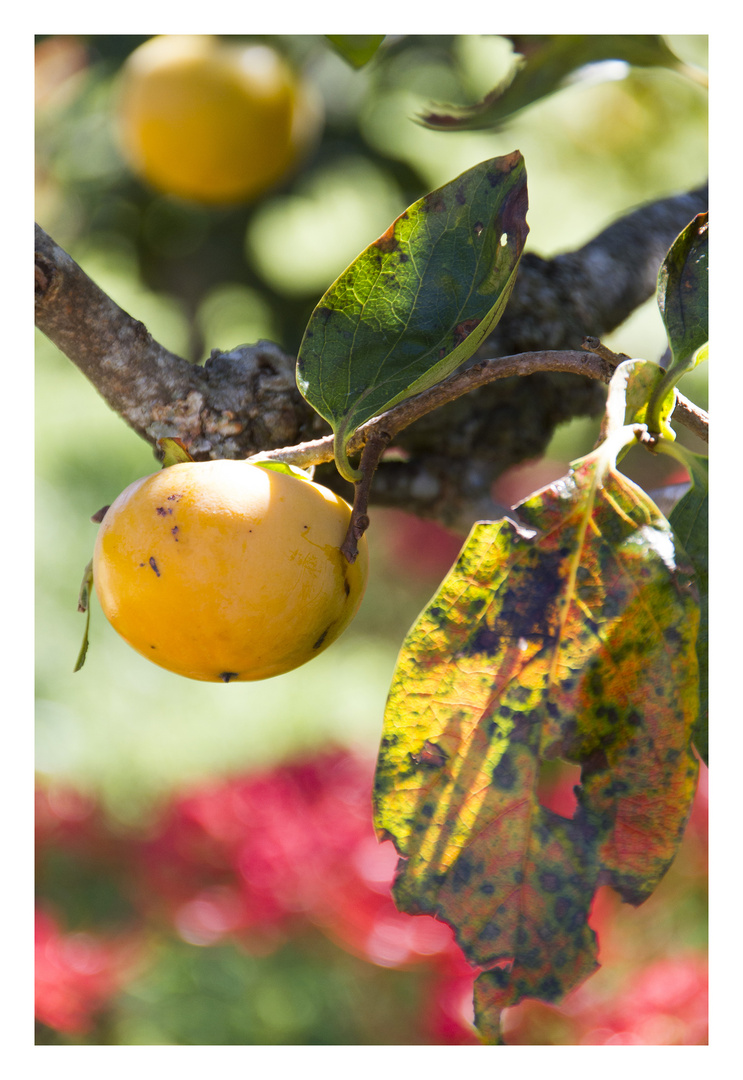 Persimmon