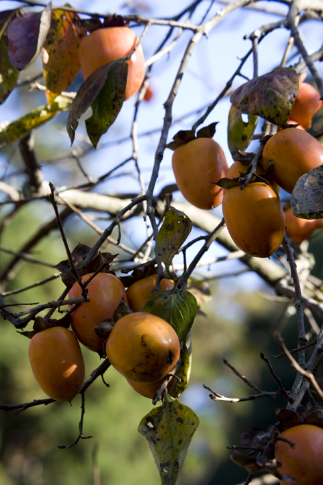 Persimmon