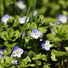 Persische Ehrenpreis,Veronica persica