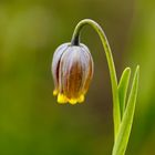 Persische Kaiserkrone - Fritillaria Michailovski