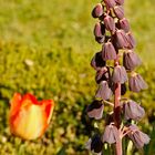 Persische Kaiserkrone, Persische Glockenblume