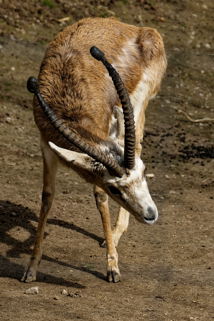 Persische Kropfgazelle 