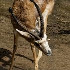 Persische Kropfgazelle 