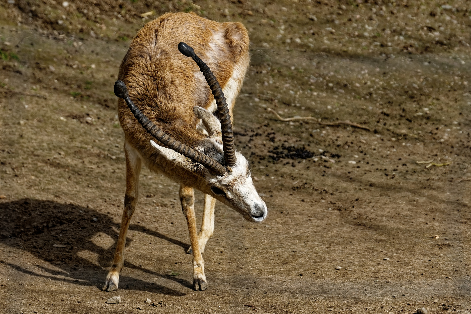 Persische kropfgazelle 