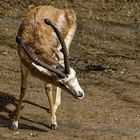 Persische kropfgazelle 