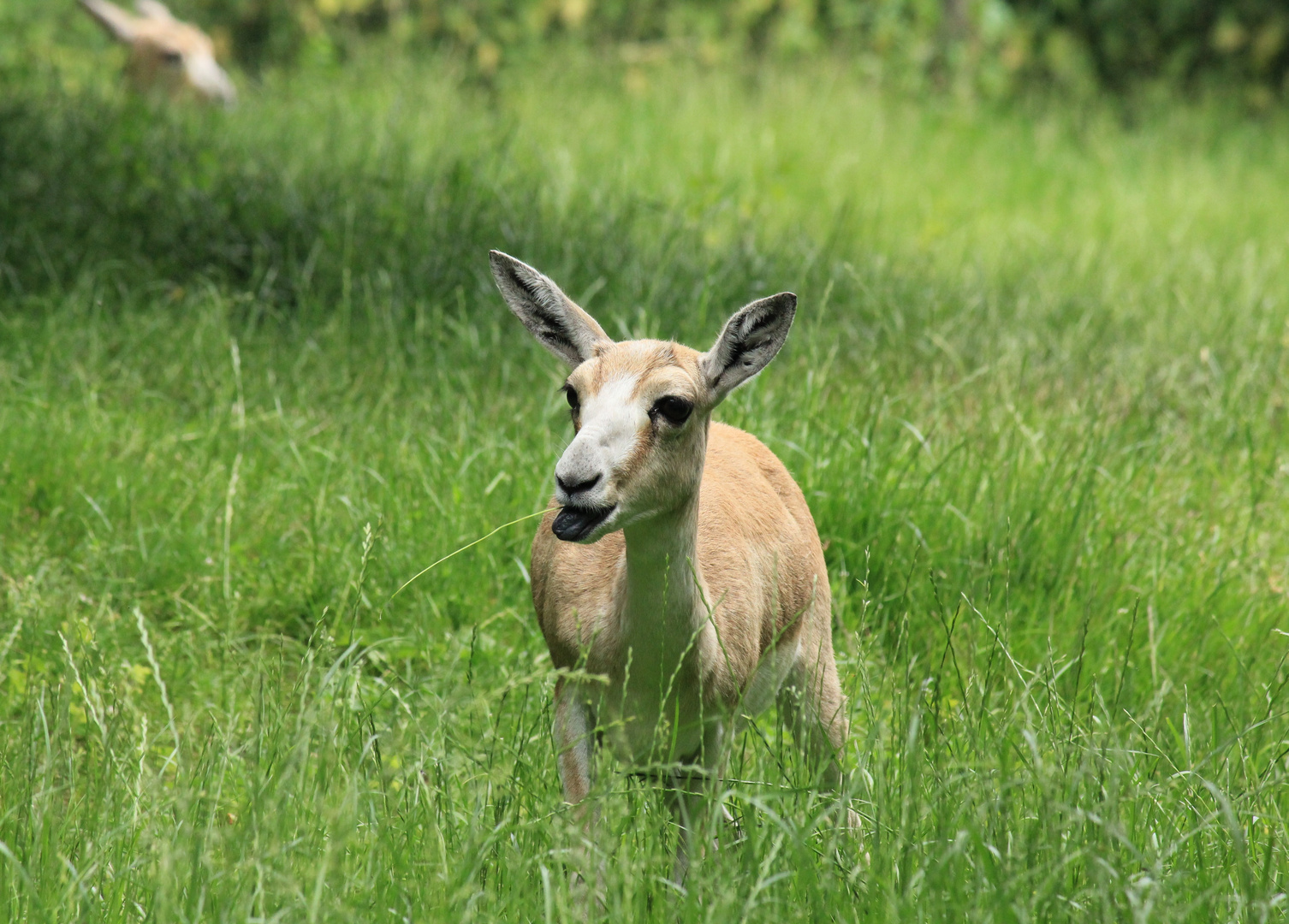 Persische Kropfgazelle Zoo Parc Overloon