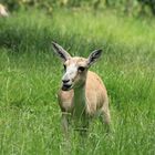 Persische Kropfgazelle Zoo Parc Overloon