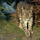 Persische Leopard 