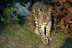 Persische Leopard 