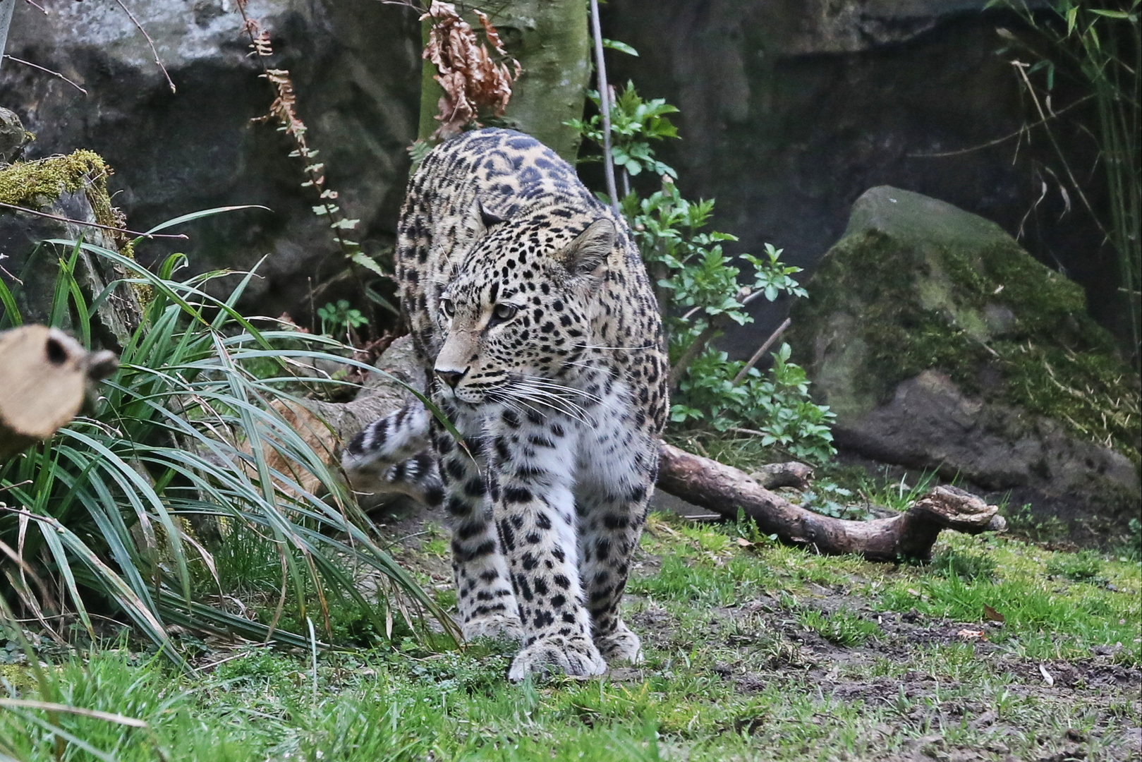 Persische Leopardin