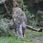 Persische Leopardin