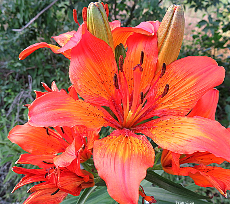 Persische Lilien Foto & Bild | stillleben, natur, pflanzen Bilder auf ...