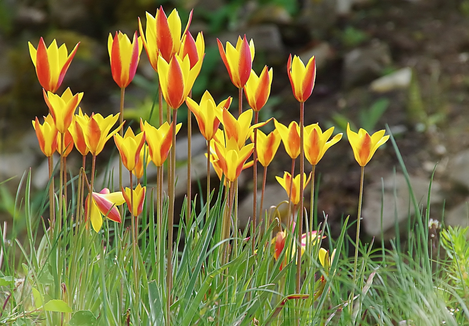 Persische Zwergtulpen