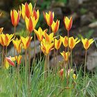 Persische Zwergtulpen