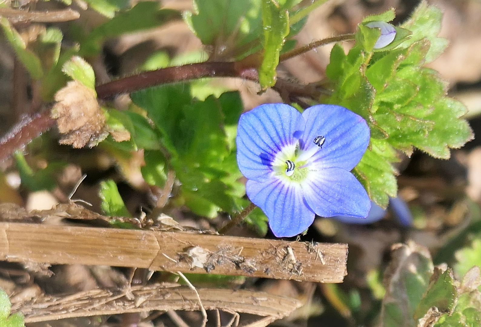 persischer Ehrenpreis Foto &amp; Bild | natur Bilder auf fotocommunity