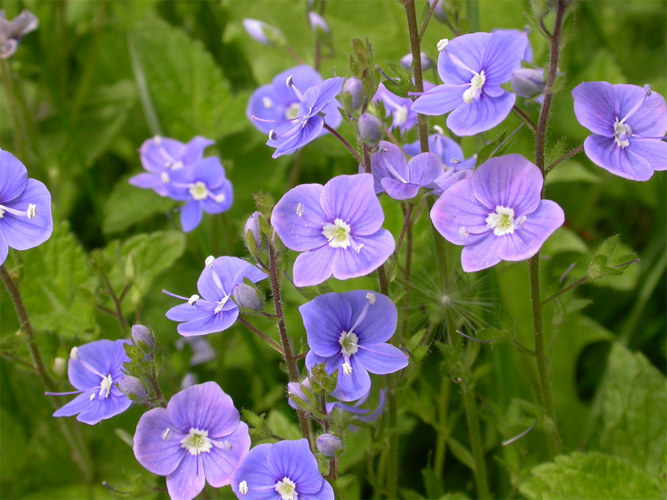 Persischer Ehrenpreis Foto & Bild pflanzen, pilze & flechten, blüten