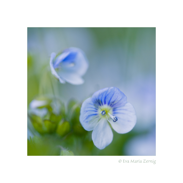 Persischer Ehrenpreis (Veronica persica)