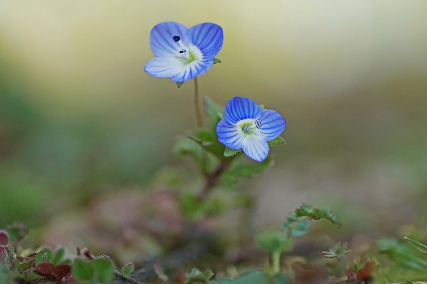 Persischer Ehrenpreis (Veronica persica)