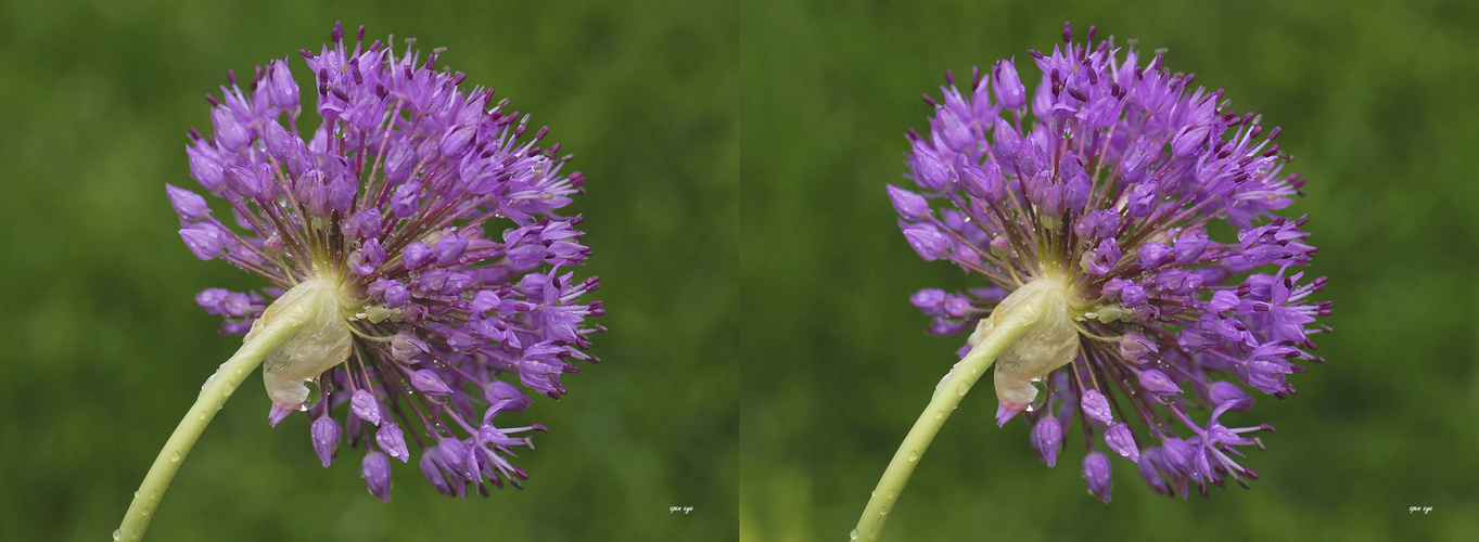 Persischer Kugellauch  - Kreuzblick Stereo