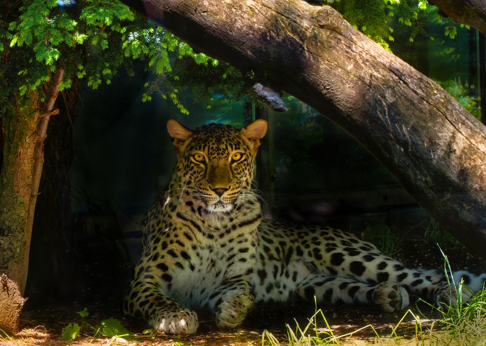 Persischer Leopard