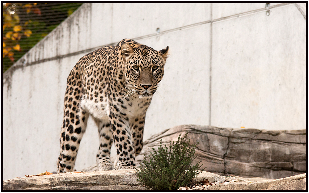 Persischer Leopard 1